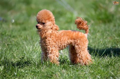 Miniature Poodle Dog Breed & Adoption Information 